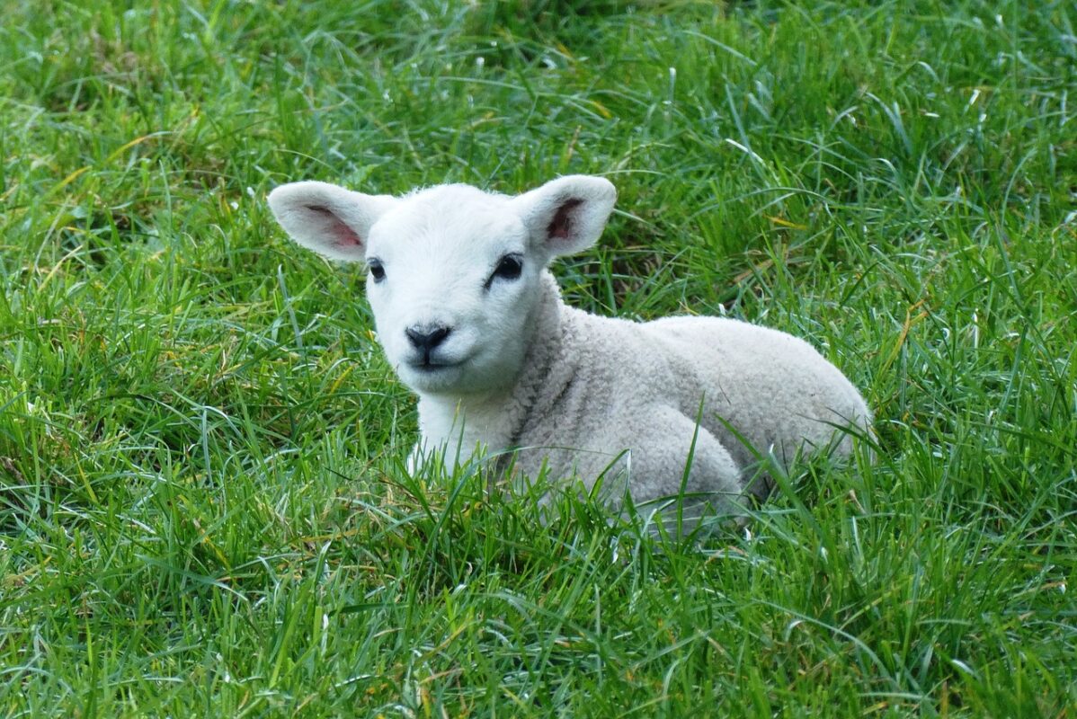 Lammetje_comité Hardinxveld-Giessendam